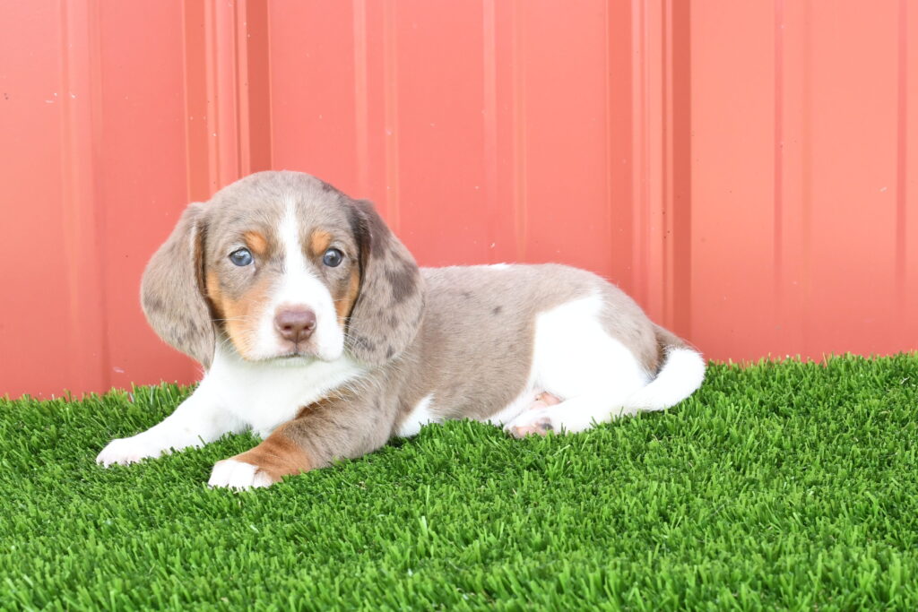 [#262320-01] Titus - Brown & White M Dachshund Puppies For Sale