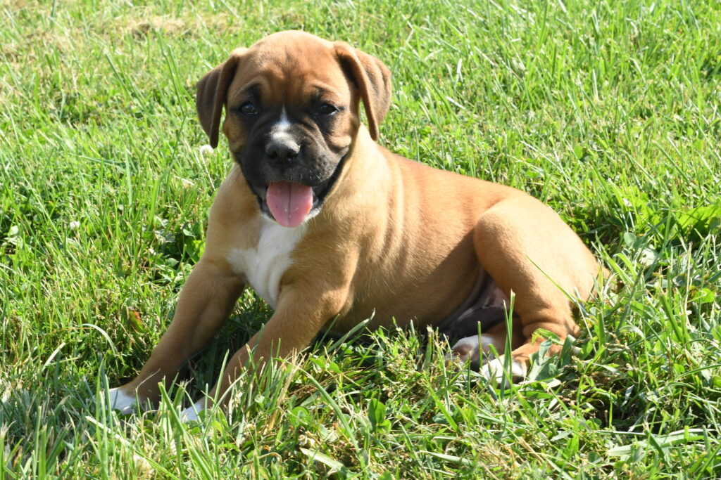 [#262305-04] Maximus - Fawn M Boxer Puppies For Sale