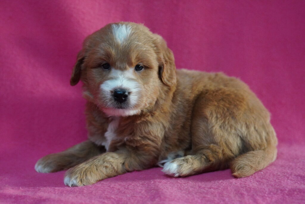 [#262116-02] Jasper - Apricot M Mini Goldendoodle Puppies For Sale