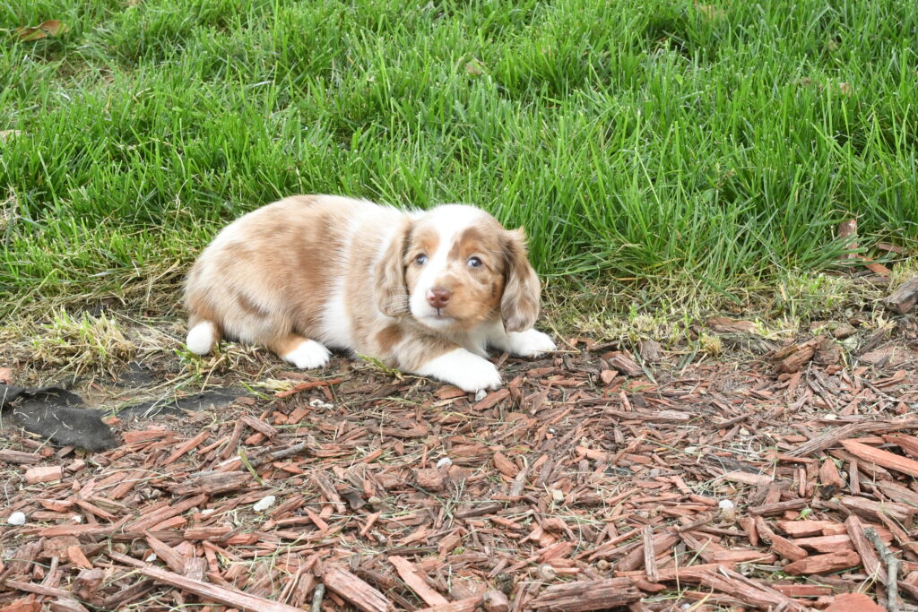 [#262284-01] Bean - Chocolate White & Tan F Dachshund Puppies For Sale