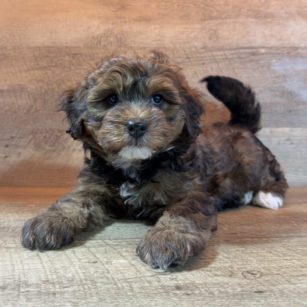[#261871-03] Faith - Chocolate F Mini Bernedoodle Puppies For Sale