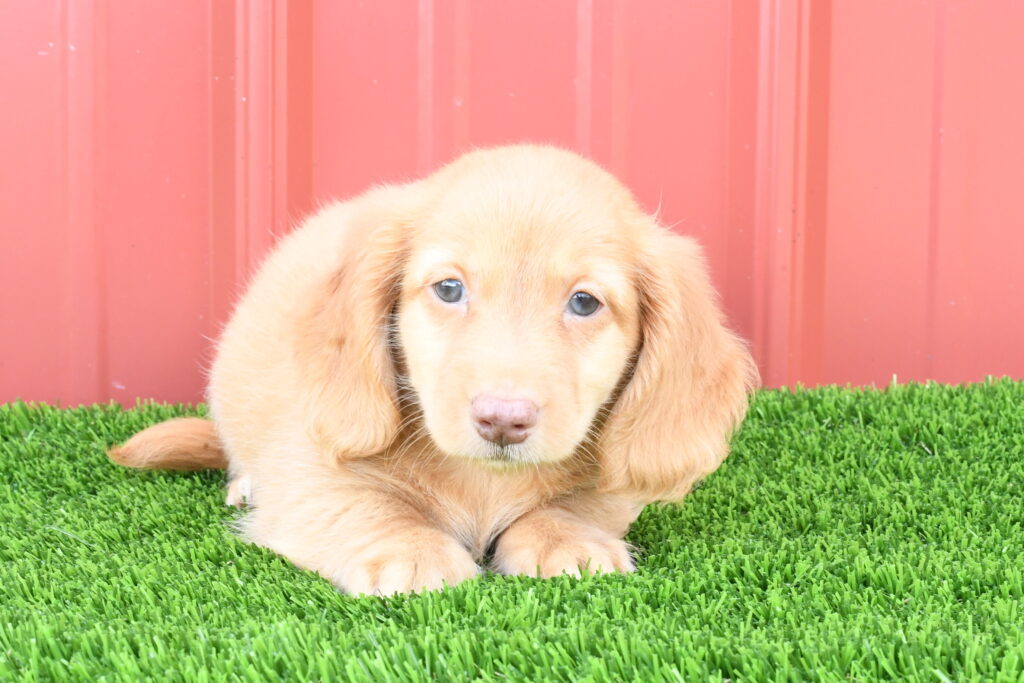 [#262266-01] Marley - Red M Dachshund Puppies For Sale
