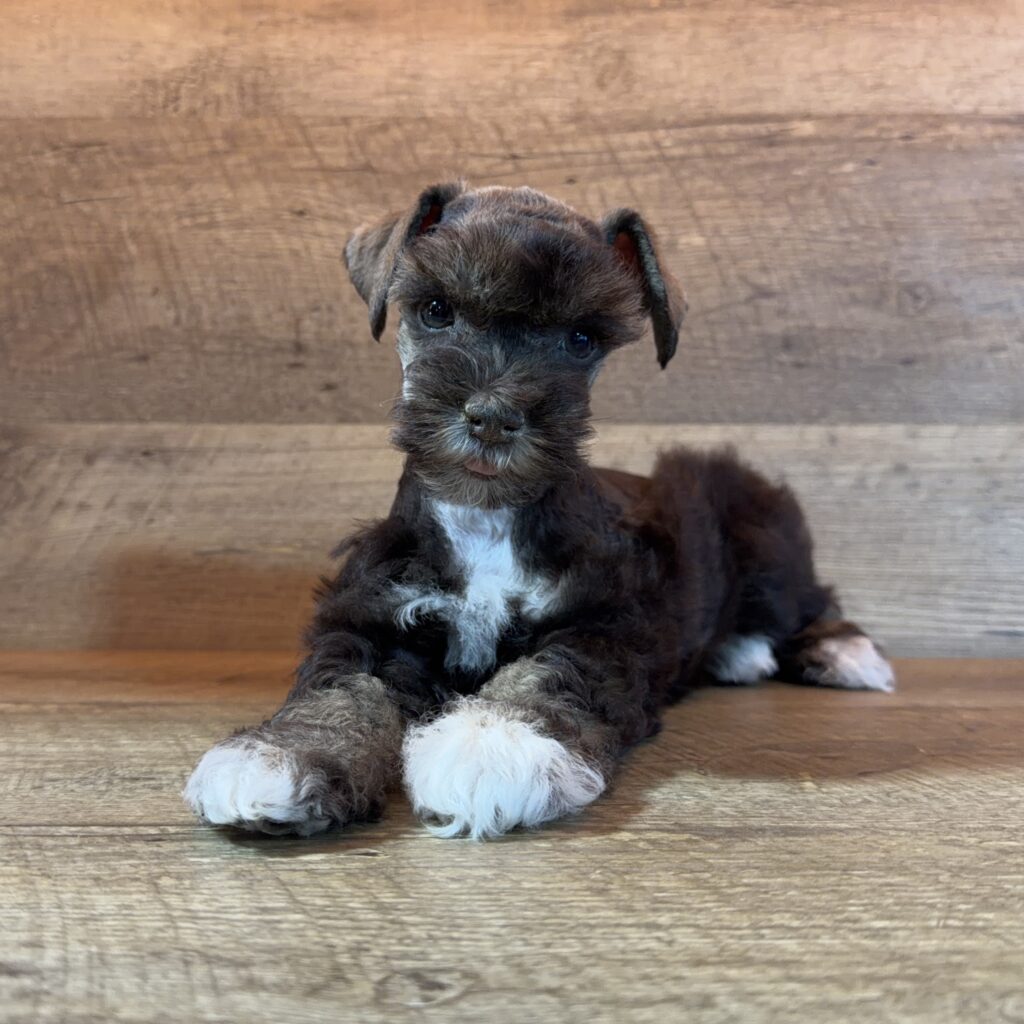 [#262114-04] Mika - Chocolate F Mini Schnauzer Puppies For Sale