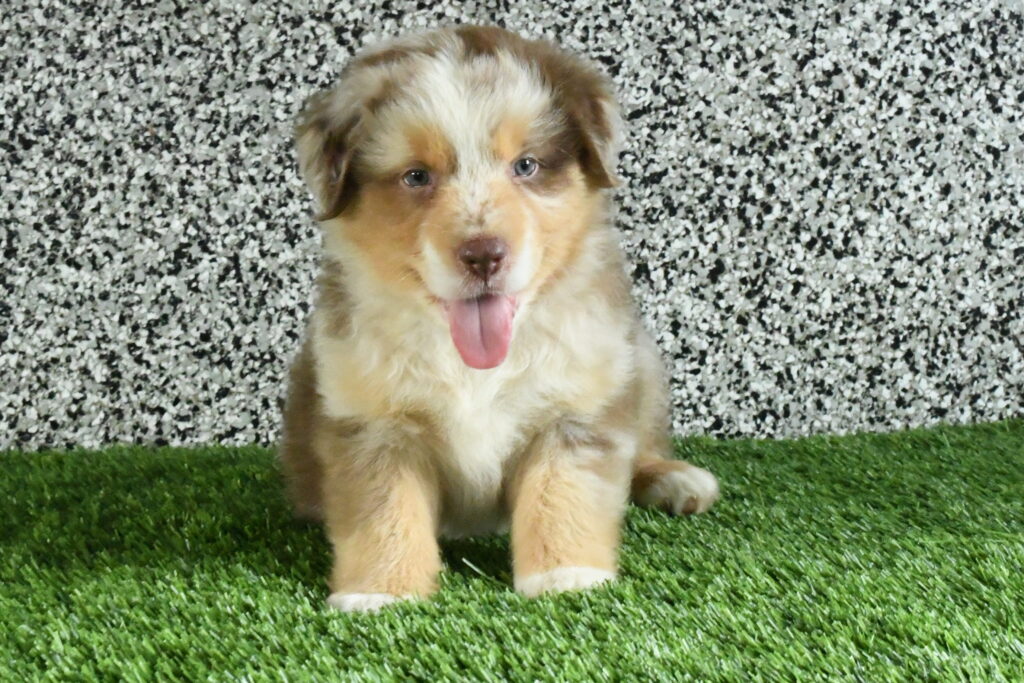 [#262299-03] Boomer - Red M Mini American Shepherd Puppies For Sale