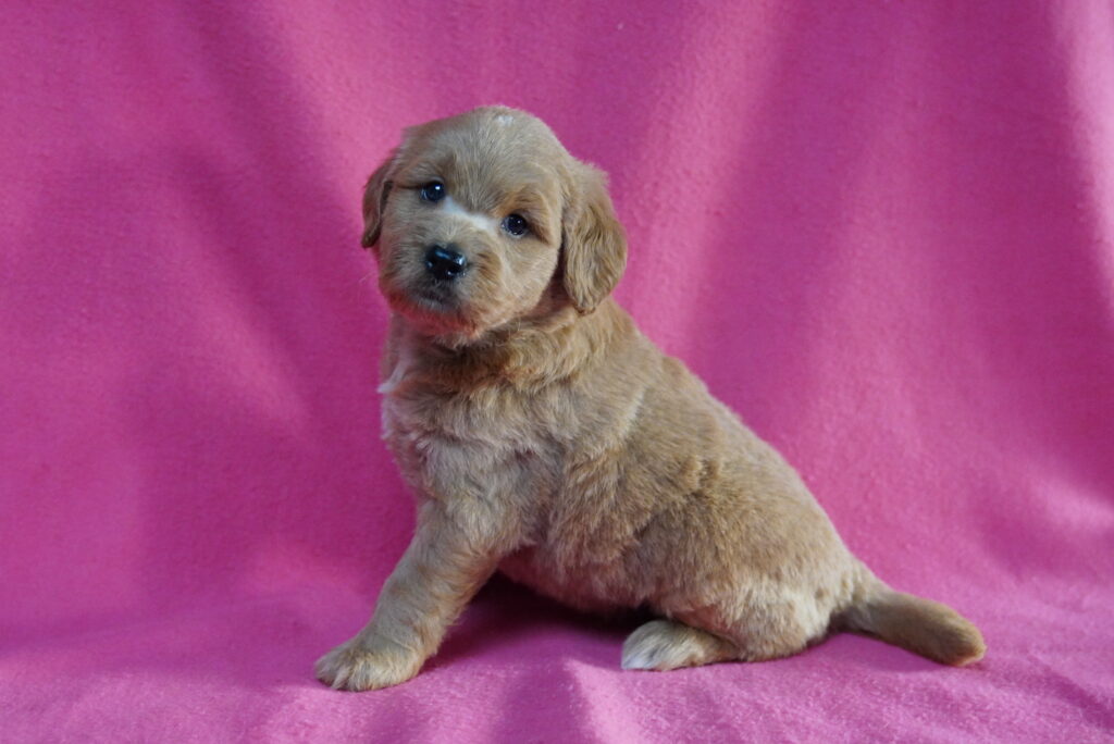 [#262116-01] Austin - Apricot M Mini Goldendoodle Puppies For Sale