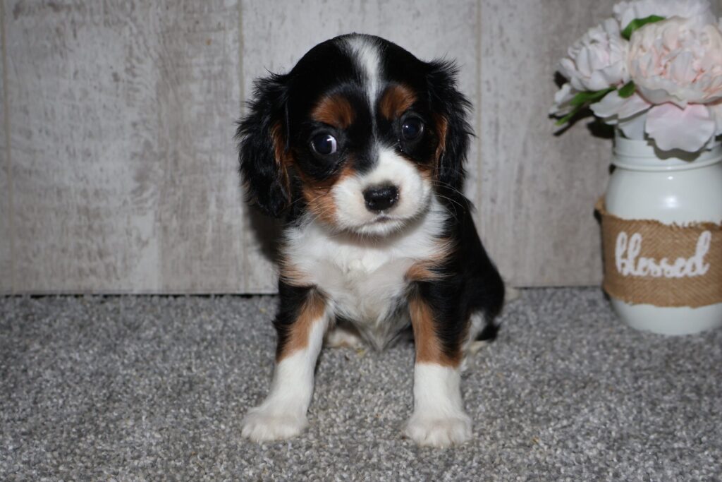 [#262406-07] Kali - Tricolor F Cavalier King Charles Puppies For Sale