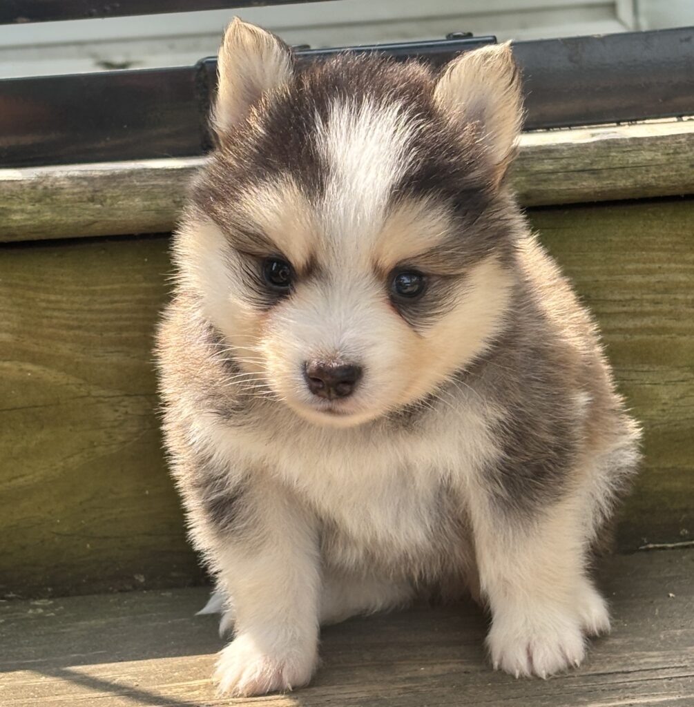 [#261814-02] Baron - Black & White M Pomsky Puppies For Sale