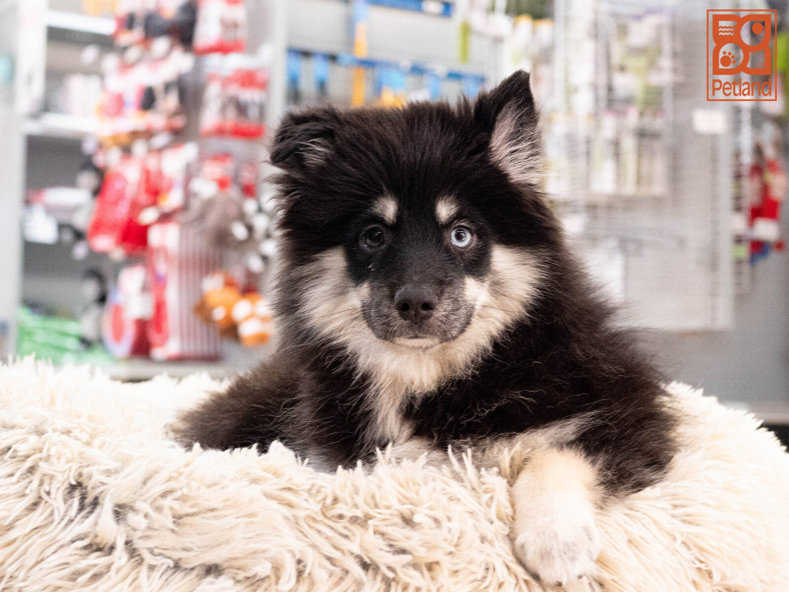 [#261984-02] Xander - Black & Tan M Pomsky Puppies For Sale