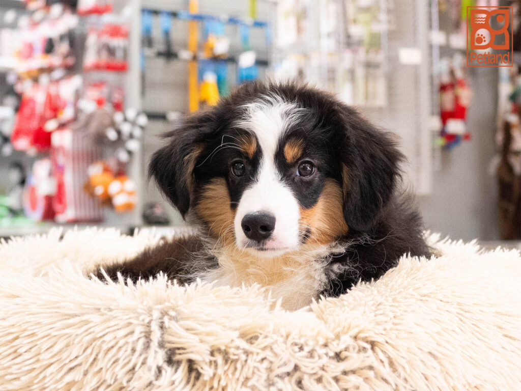 [#262110-02] Spike - Black M Australian Shepherd Puppies For Sale