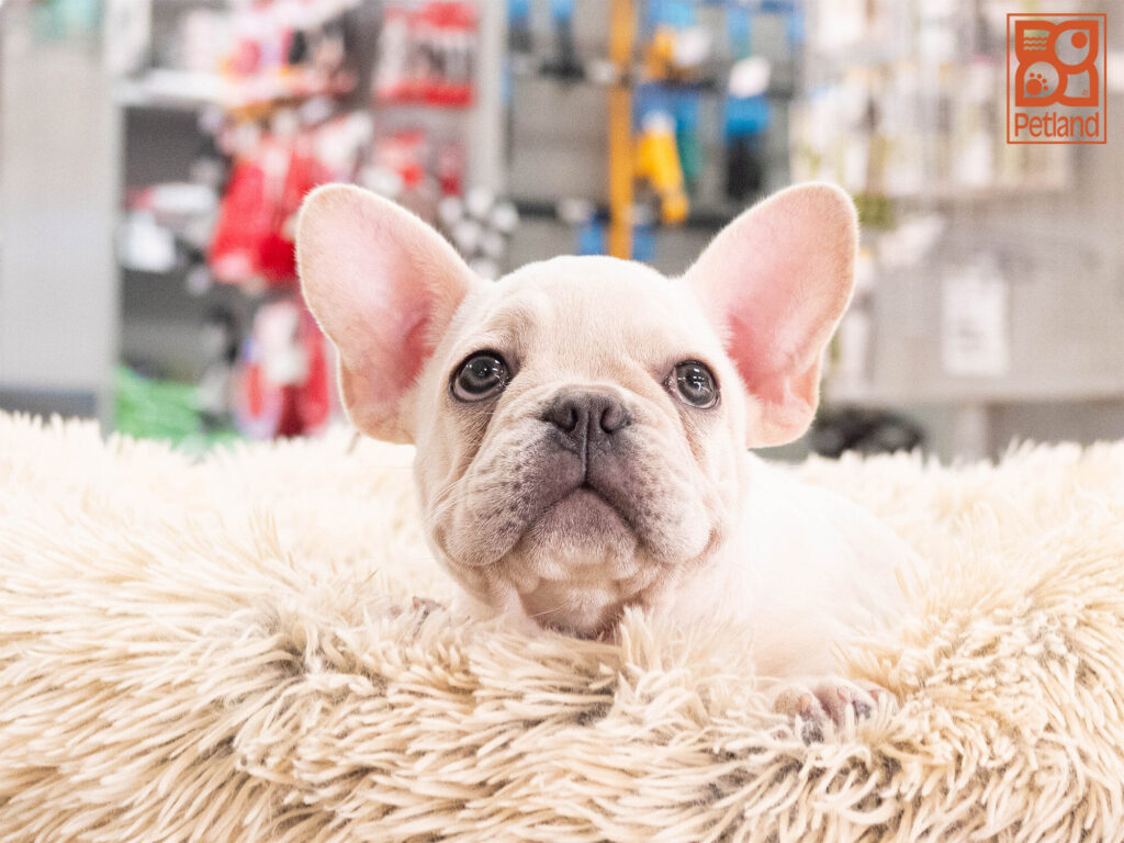 [#262150-03] Oz - Cream M French Bulldog Puppies For Sale