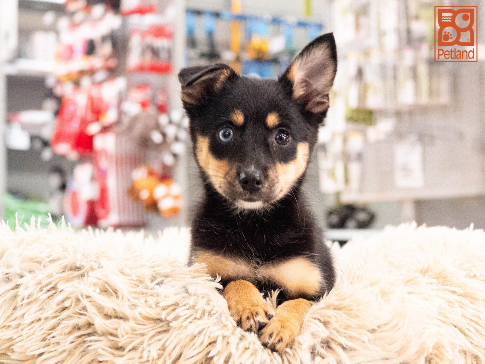 [#262233-04] Buffy - Black F Australian Shepherd / Alaskan Klee Kai Puppies For Sale