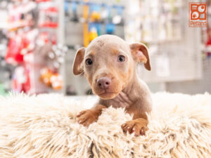 Miniature Pinscher puppy available now