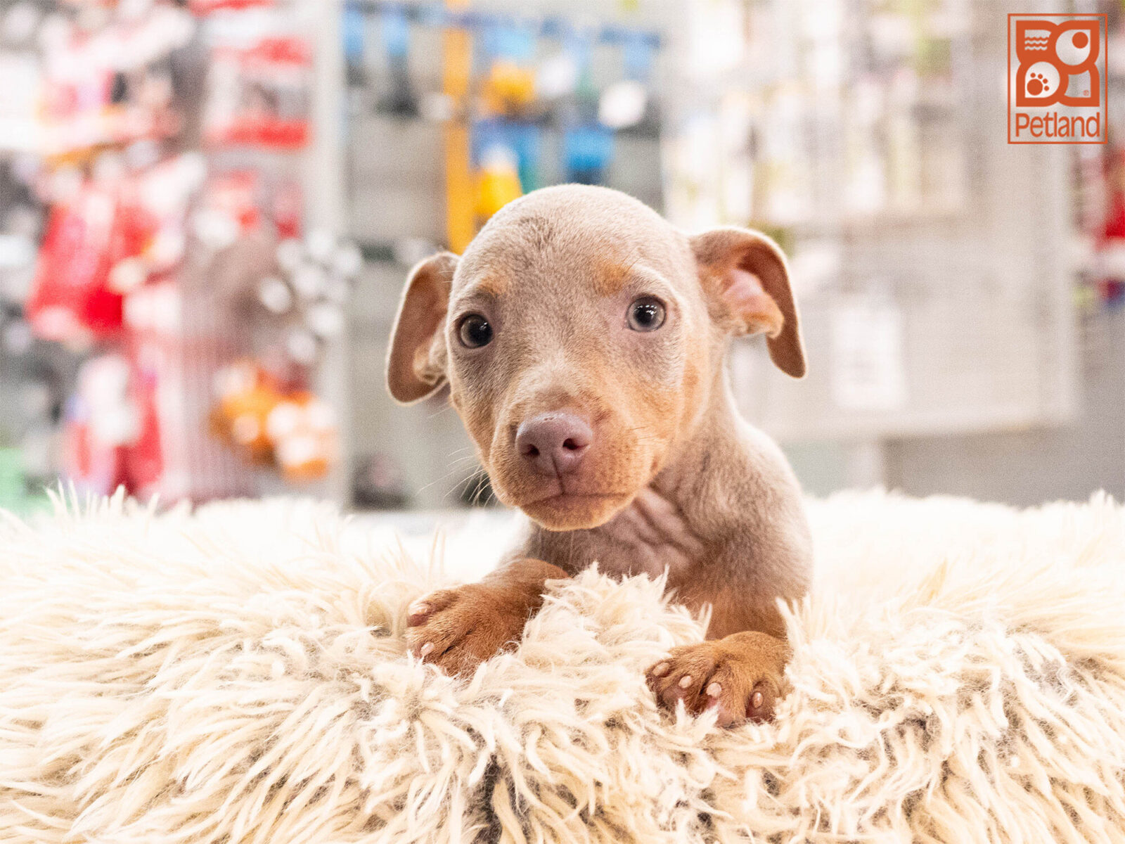 [#262337-01] Allen - Lilac M Miniature Pinscher Puppies For Sale
