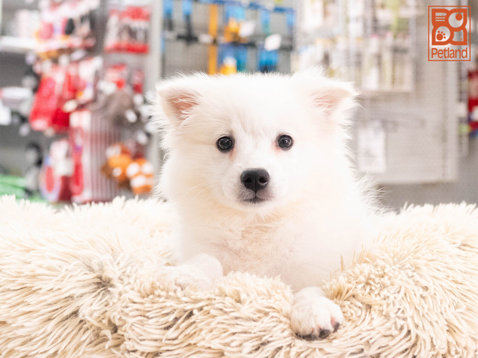 [#262338-03] Willow - White F American Eskimo Puppies For Sale