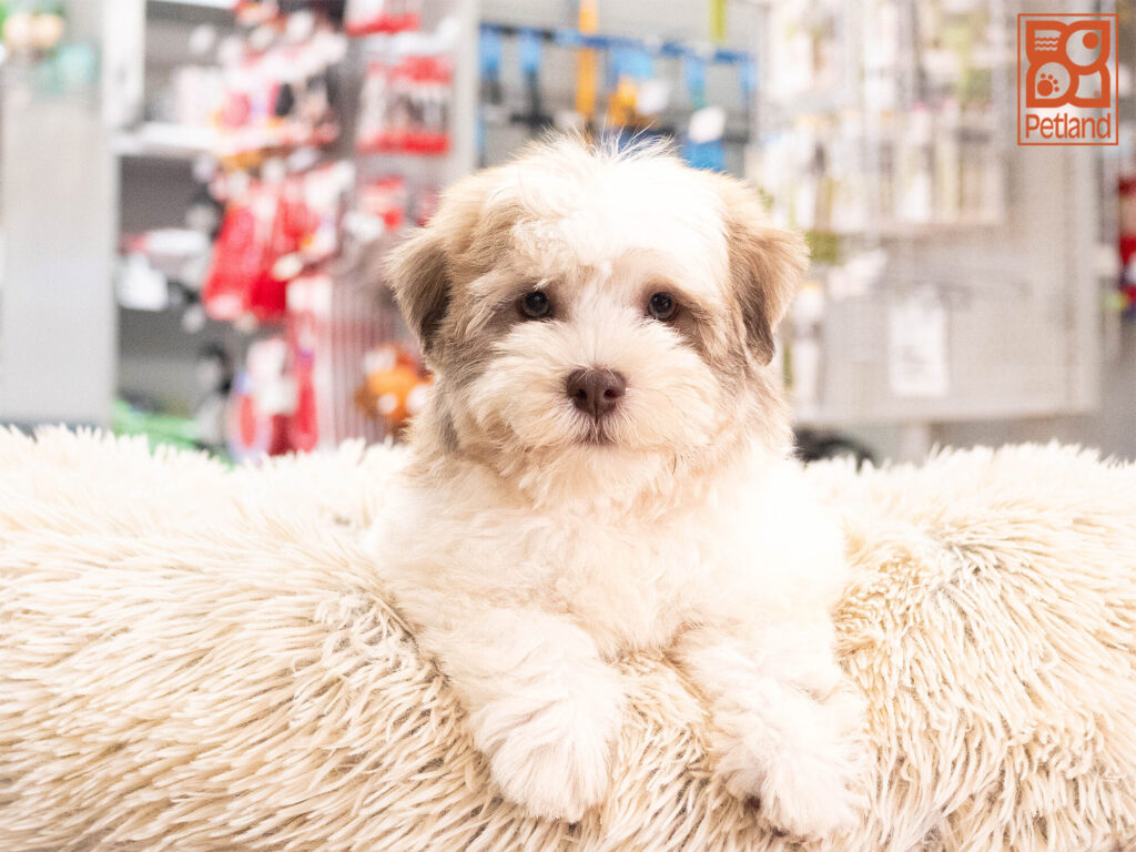 [#262373-01] Finn - Tan & White M Havanese Puppies For Sale