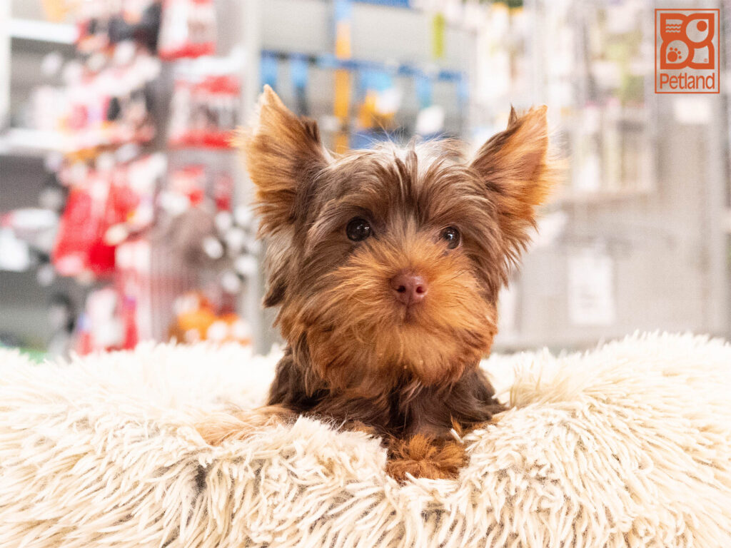 [#262454-01] Abraham - Chocolate M Yorkshire Terrier Puppies For Sale