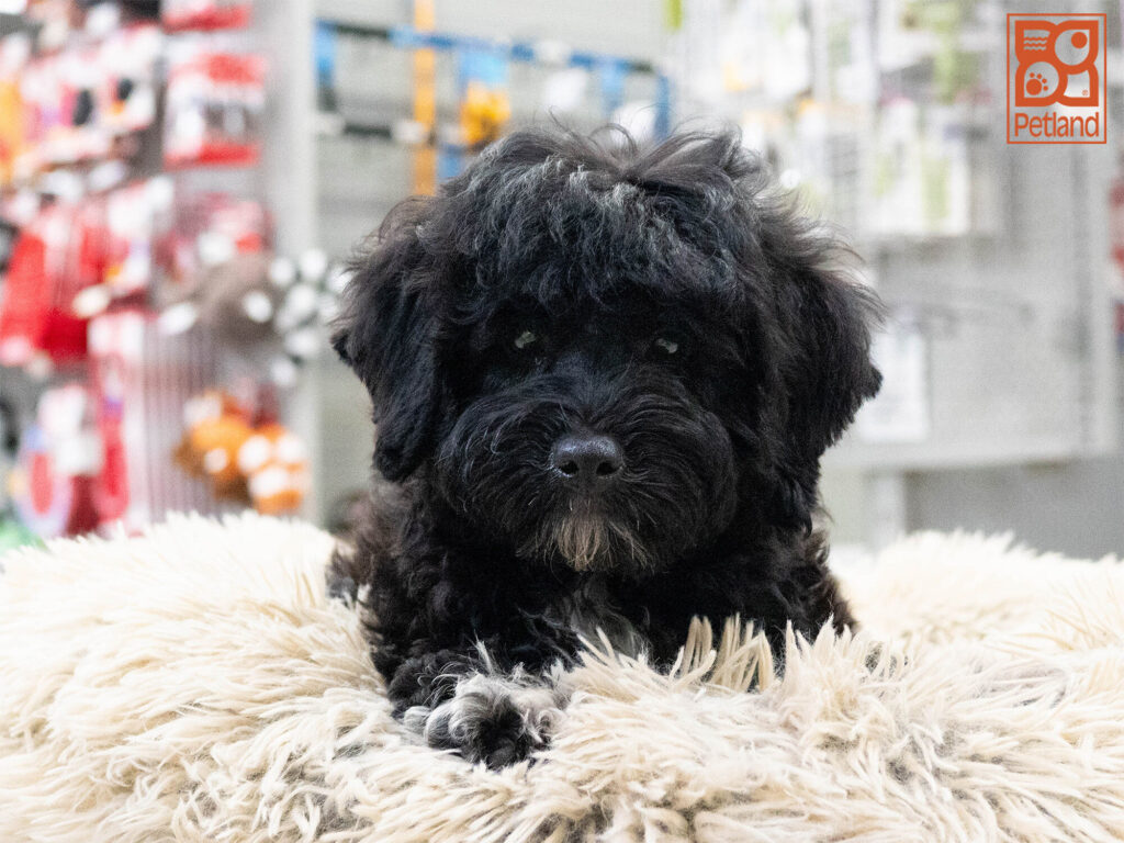 [#262156-01] Huck - Black & White M Havapoo Puppies For Sale