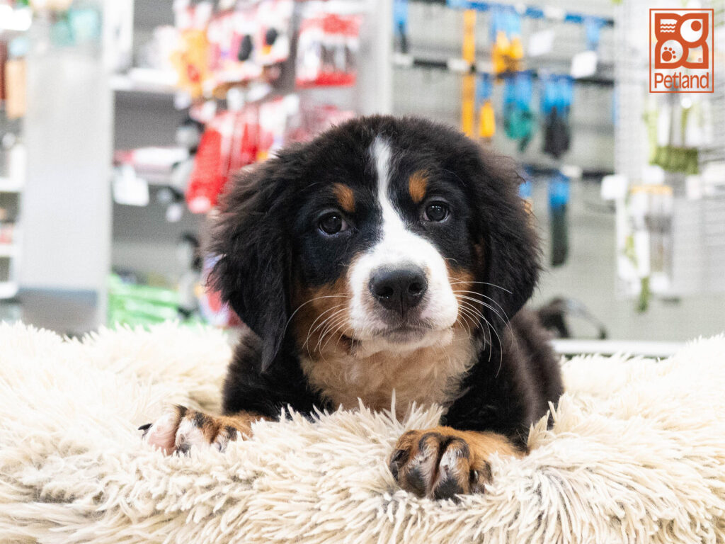 [#262210-04] Kali - Black Tricolor F Bernese Mountain Dog Puppies For Sale