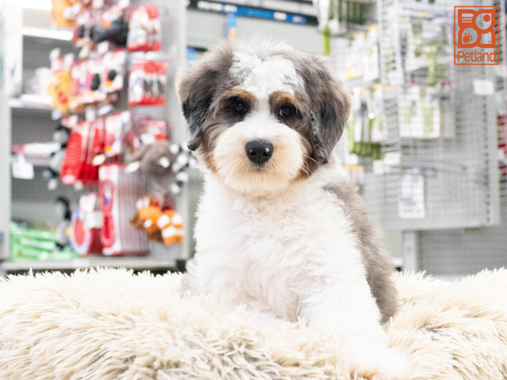 [#262296-04] Remy - Blue Merle & White M Mini Bernedoodle 2nd Gen Puppies For Sale