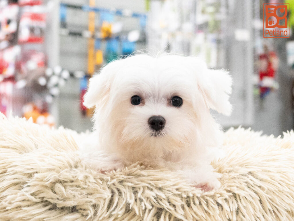 [#262330-02] Harley - White M Maltese Puppies For Sale