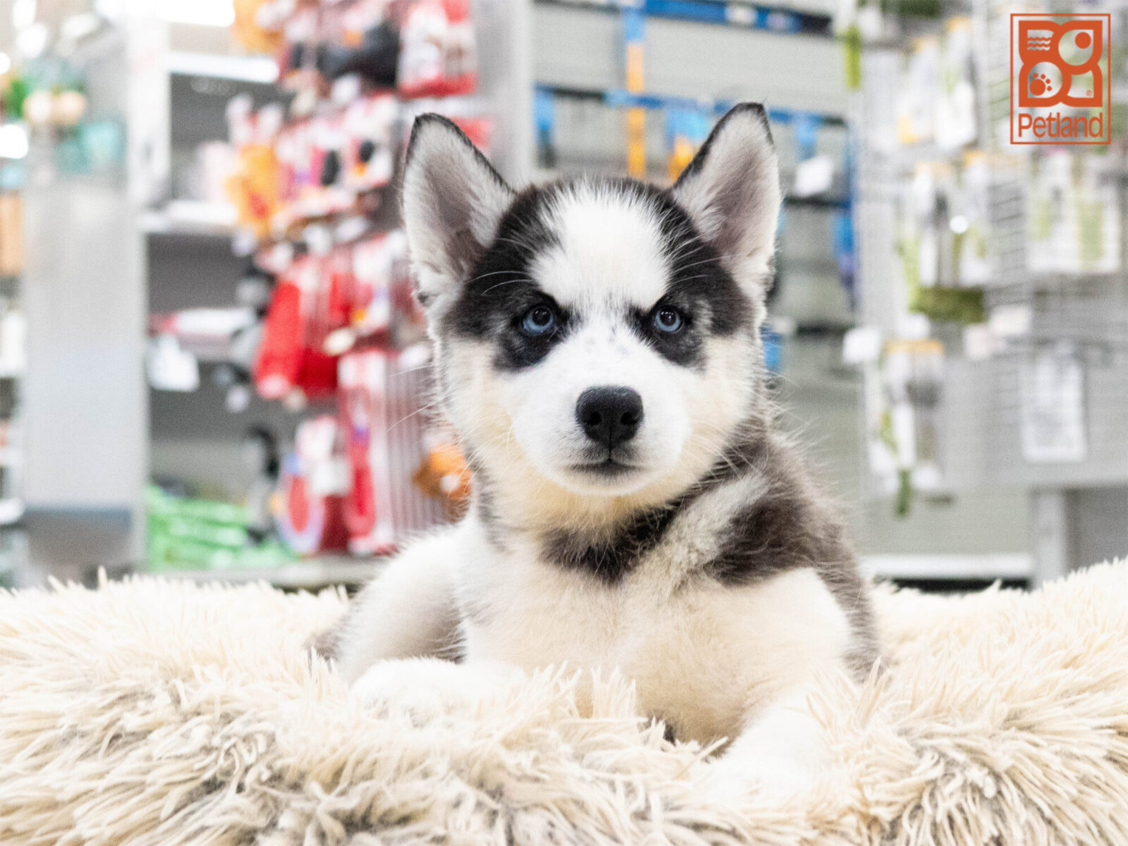 [#262417-04] Aspen - Black & White F Siberian Husky Puppies For Sale