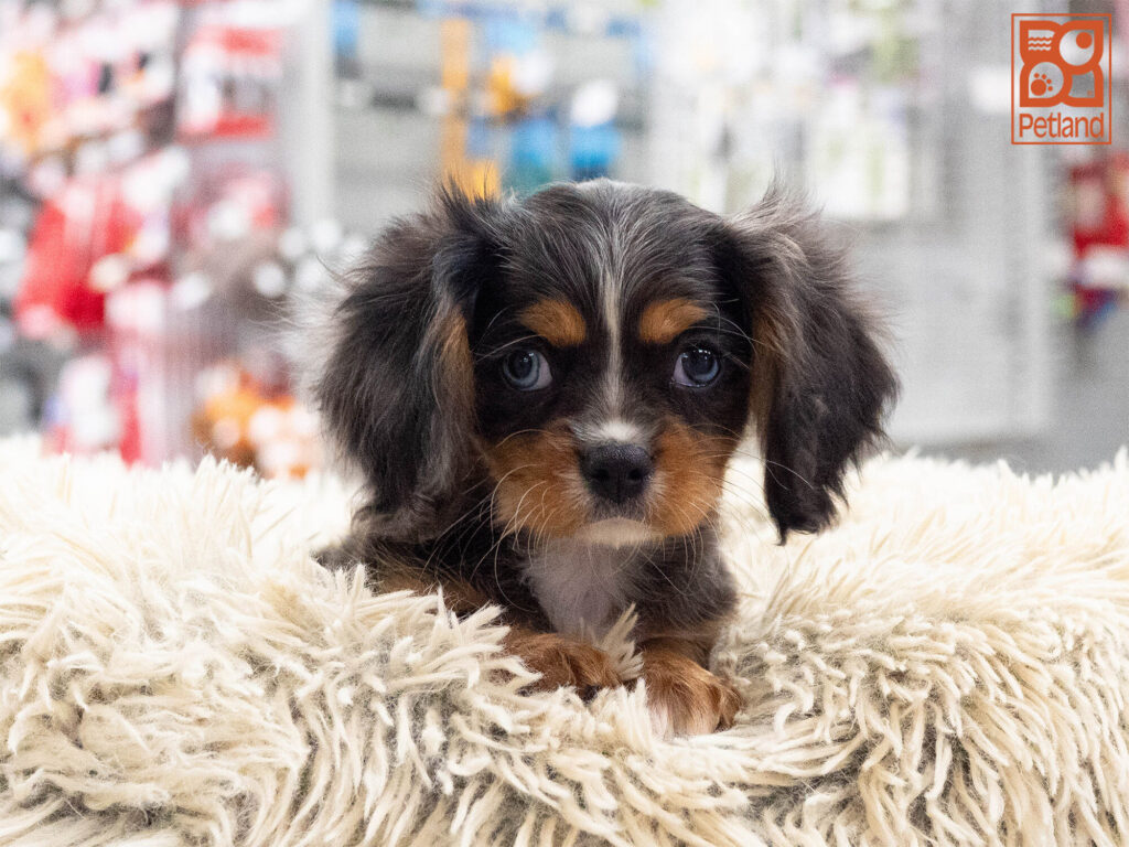 [#262440-01] Judge - Blue Merle & White M Cavalier King Charles Puppies For Sale
