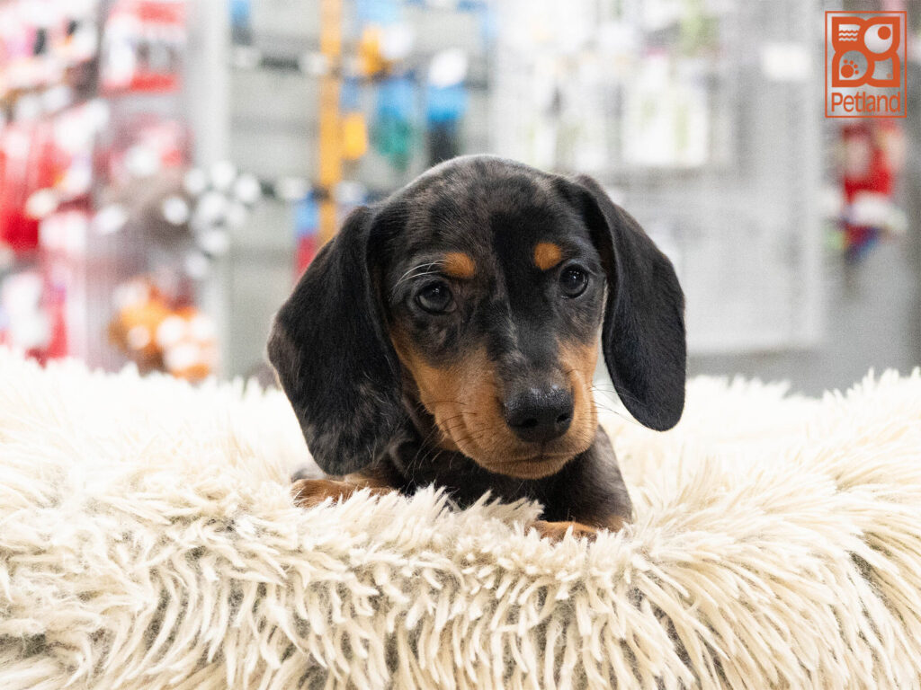 [#262579-03] Clyde - Blue Dapple M Dachshund Puppies For Sale