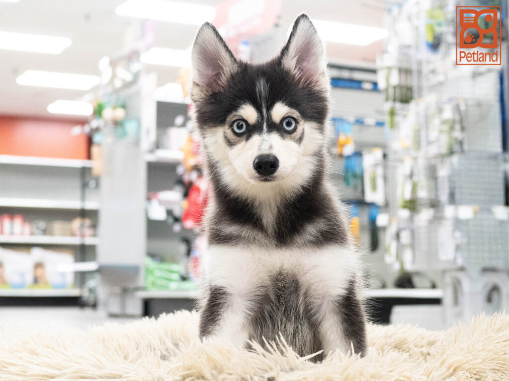 [#262047-07] Amber - Gray & White F Pomsky Puppies For Sale