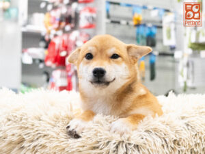 Shiba Inu puppy available now