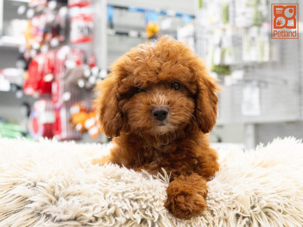 [#262197-03] Koko - Red F Mini Poodle Puppies For Sale