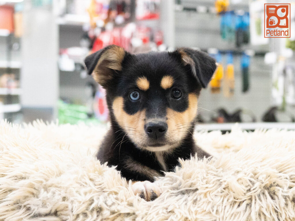 [#262233-03] Coco - Black F Australian Shepherd / Alaskan Klee Kai Puppies For Sale