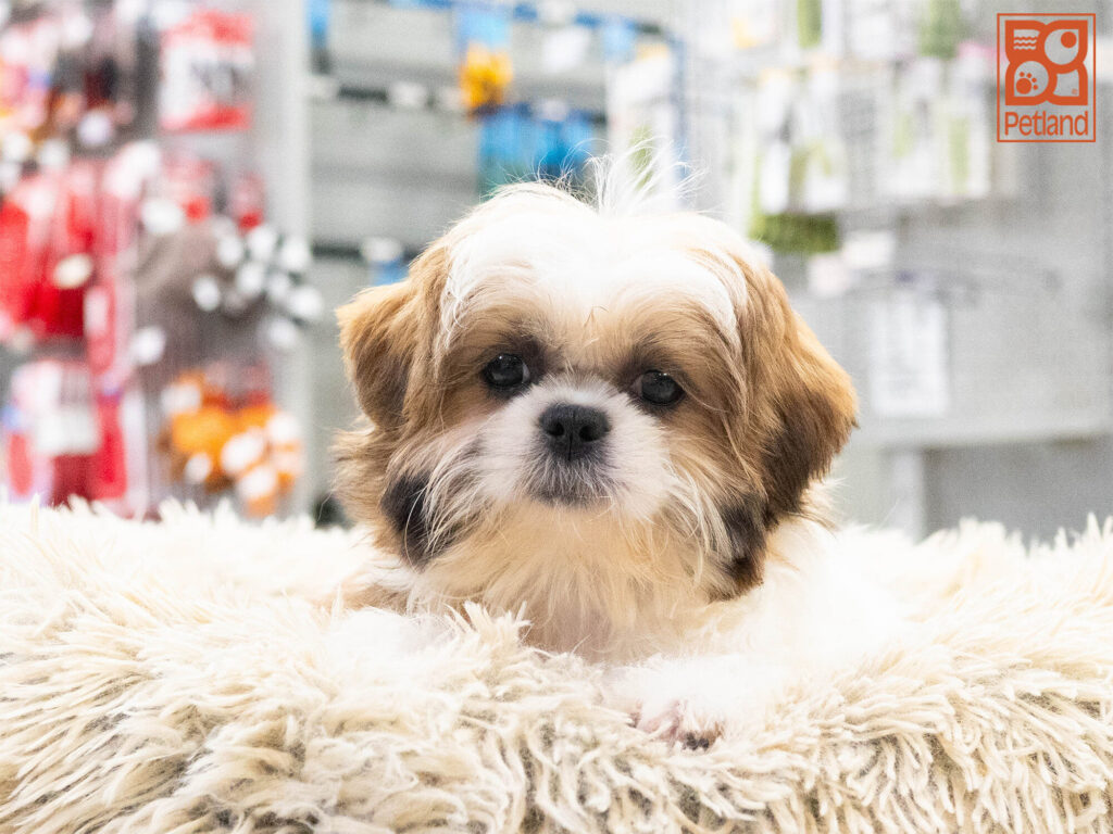 [#262249-02] Kallie - Sable F Shih Tzu Puppies For Sale