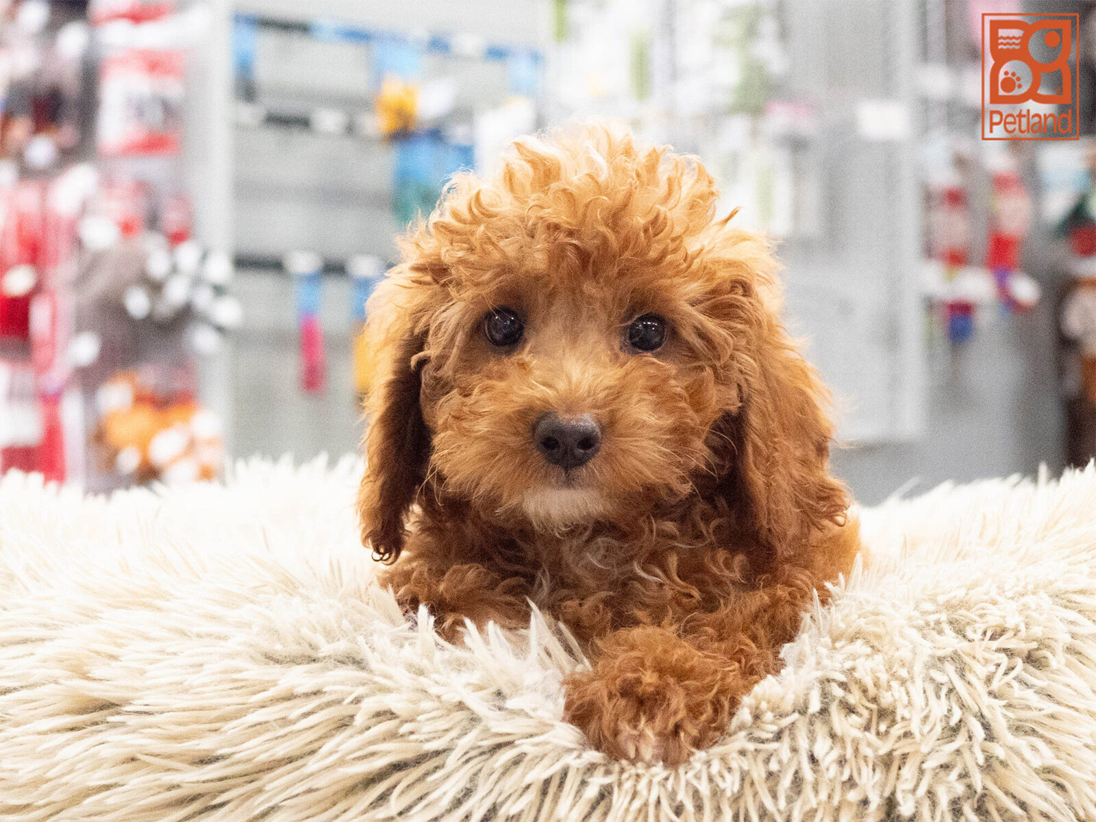[#262274-01] Dante - Red M Mini Poodle Puppies For Sale