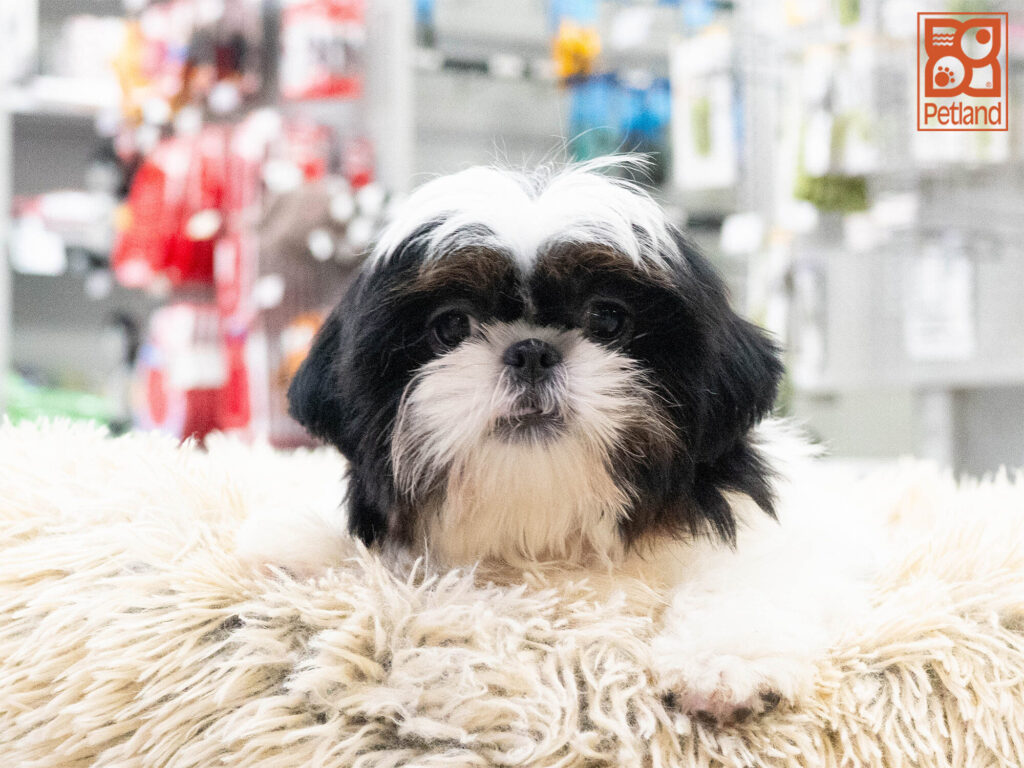 [#262276-01] Moe - Blue & White M Shih Tzu Puppies For Sale