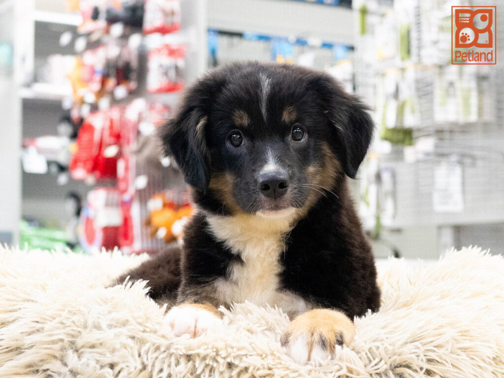 [#262324-01] Odin - Black M Australian Shepherd Puppies For Sale