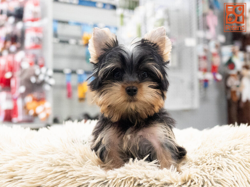 [#262358-02] Loki - Black & Tan M Yorkshire Terrier Puppies For Sale