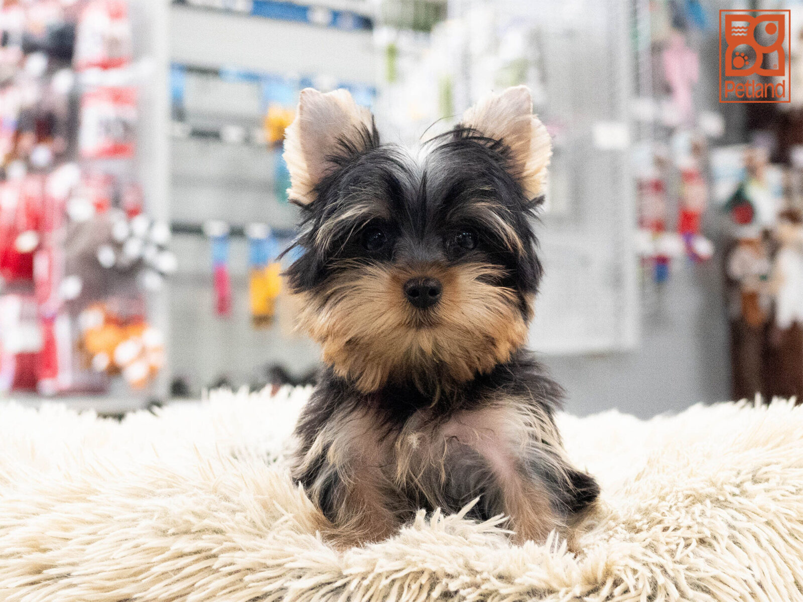 [#262358-02] Loki - Black & Tan M Yorkshire Terrier Puppies For Sale