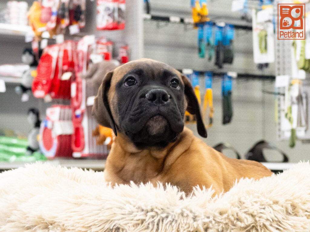 [#262401-04] Barkley - Apricot M Bullmastiff Puppies For Sale
