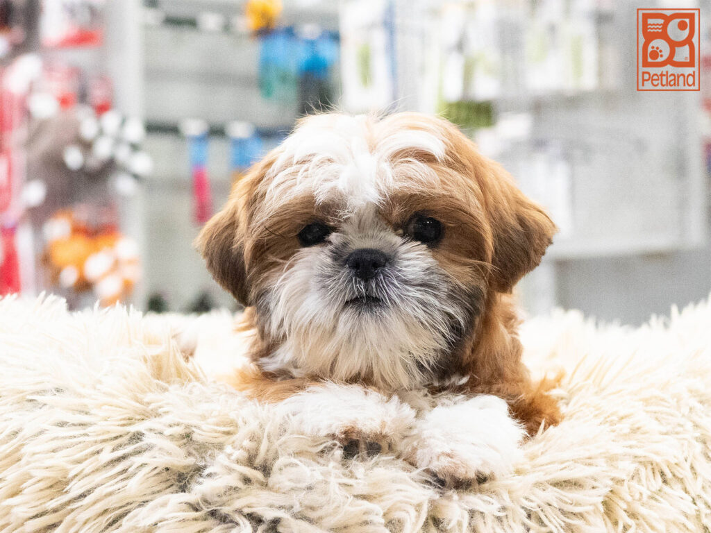[#262425-03] Katie - Sable F Shih Tzu Puppies For Sale