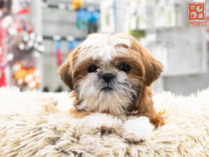 Shih Tzu puppy available now