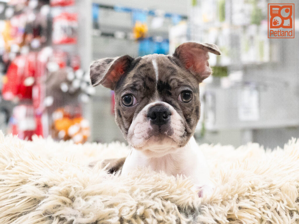 [#262429-02] Gordie - Blue Merle & White M Boston Terrier Puppies For Sale