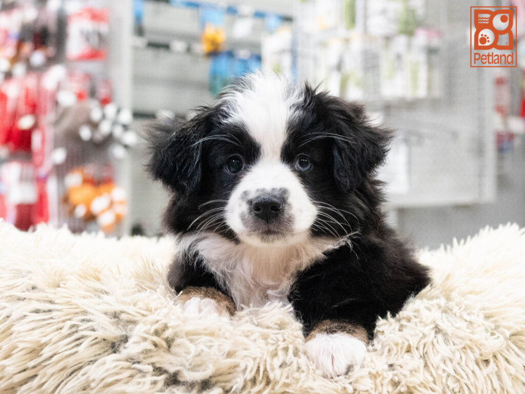 [#262457-05] Eva - Black Tricolor F Mini Australian Shepherd Puppies For Sale