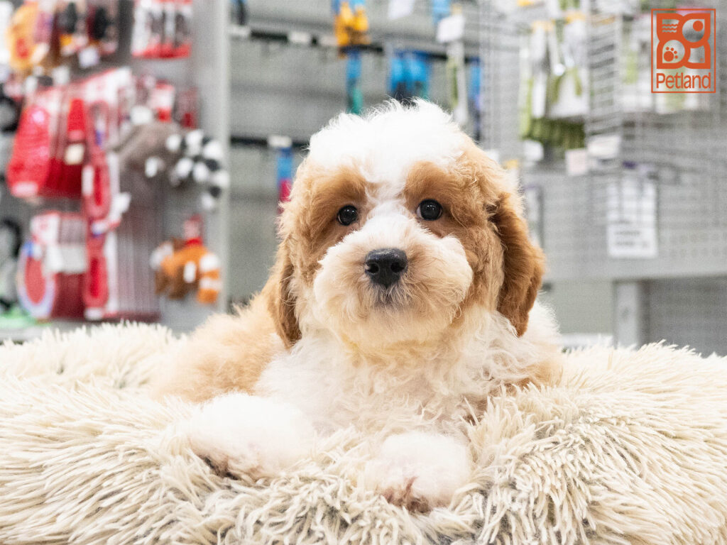 [#262482-07] Katie - Apricot F Goldendoodle 2nd Gen Puppies For Sale