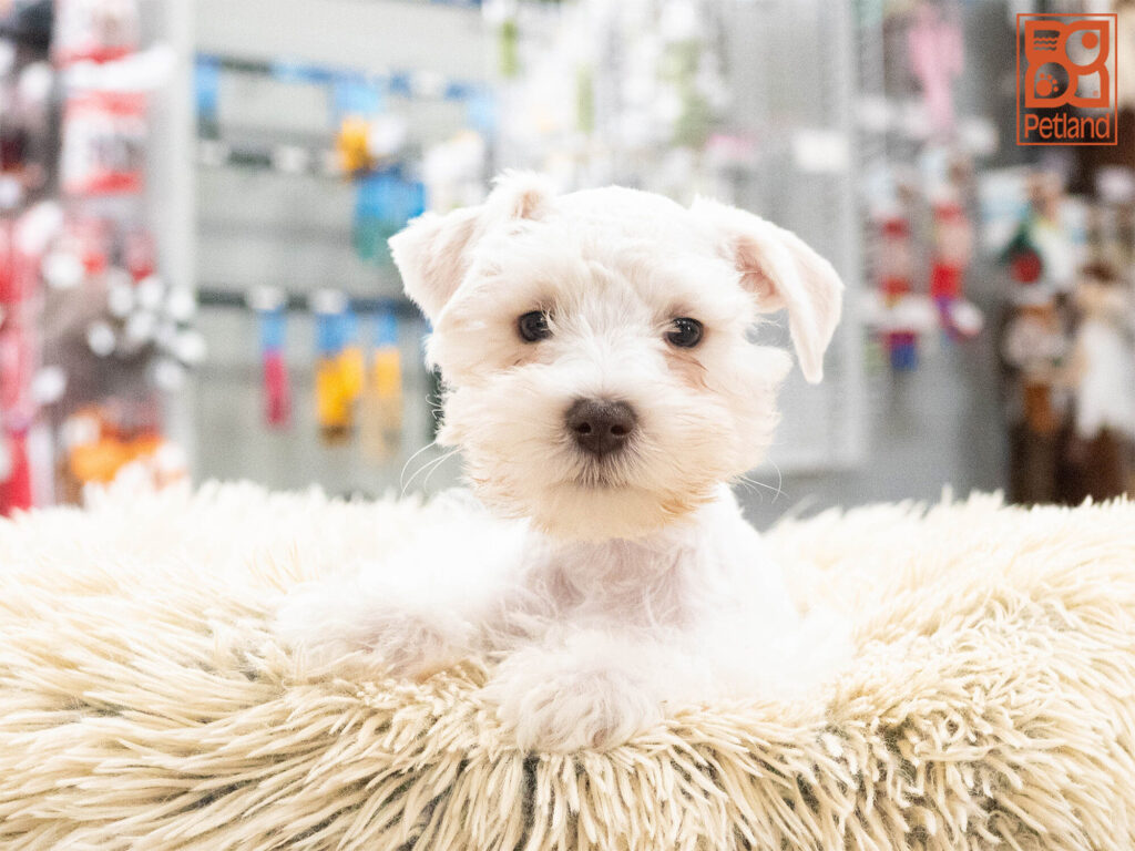 [#262485-03] Lucky - White M Mini Schnauzer Puppies For Sale