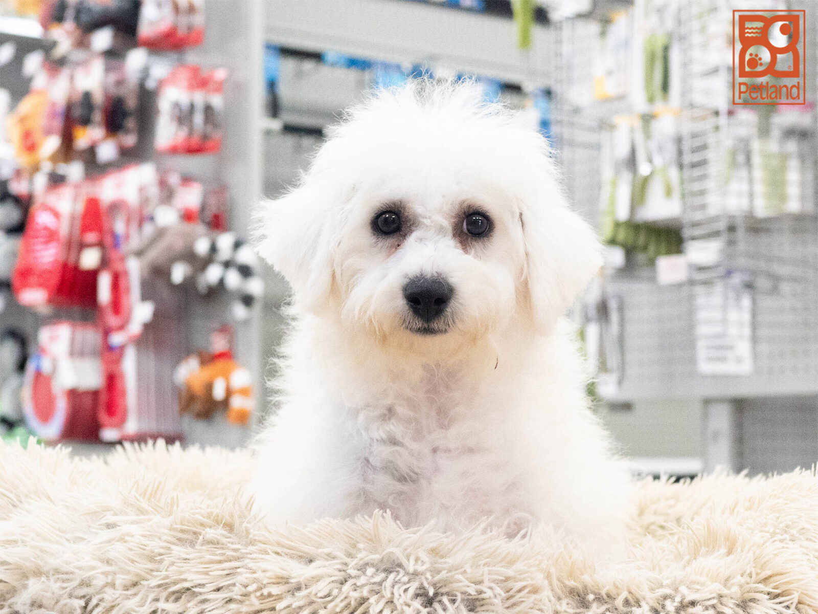 [#262167-04] Yoshi - White M Bichon Frise Puppies For Sale