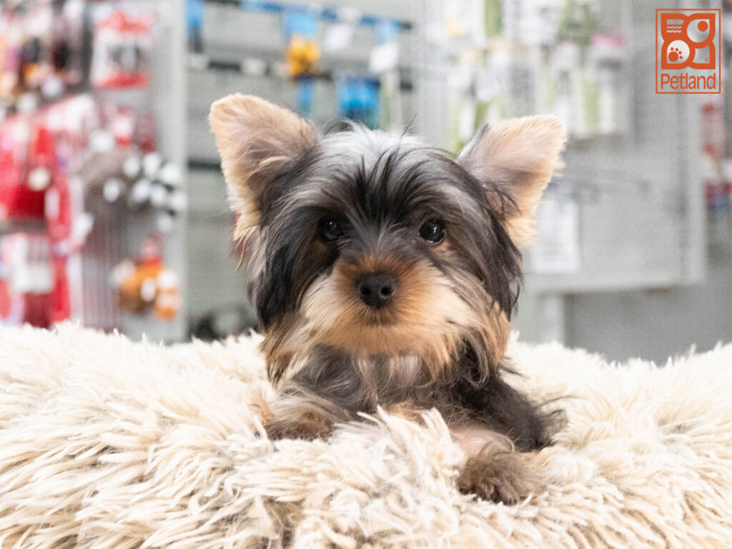 [#262227-04] Mika - Black & Tan F Yorkshire Terrier Puppies For Sale