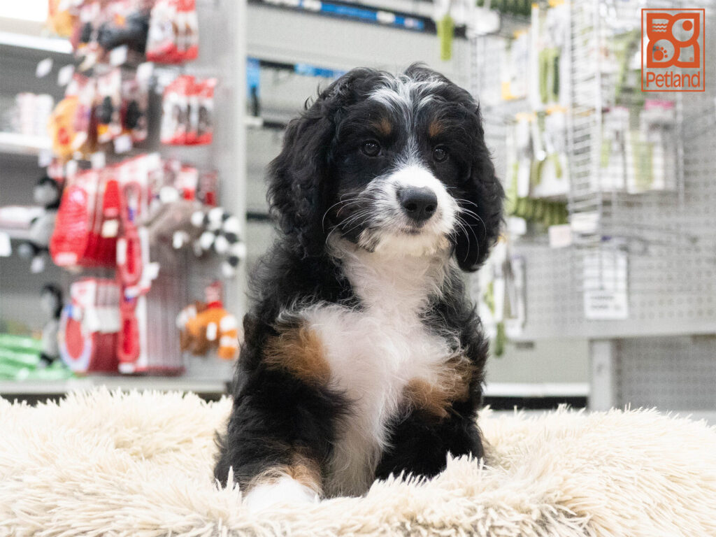 [#262402-06] Addie - Black White & Tan F Mini Aussiedoodle Puppies For Sale