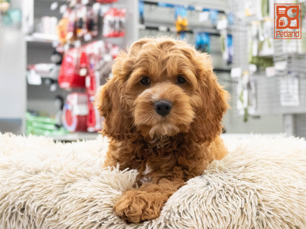 [#262435-01] Tank - Brown & White M Cockapoo Puppies For Sale