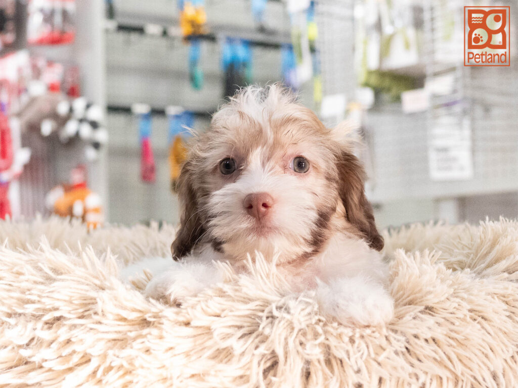 [#262469-06] Alyssa - Chocolate & White F Havanese Puppies For Sale