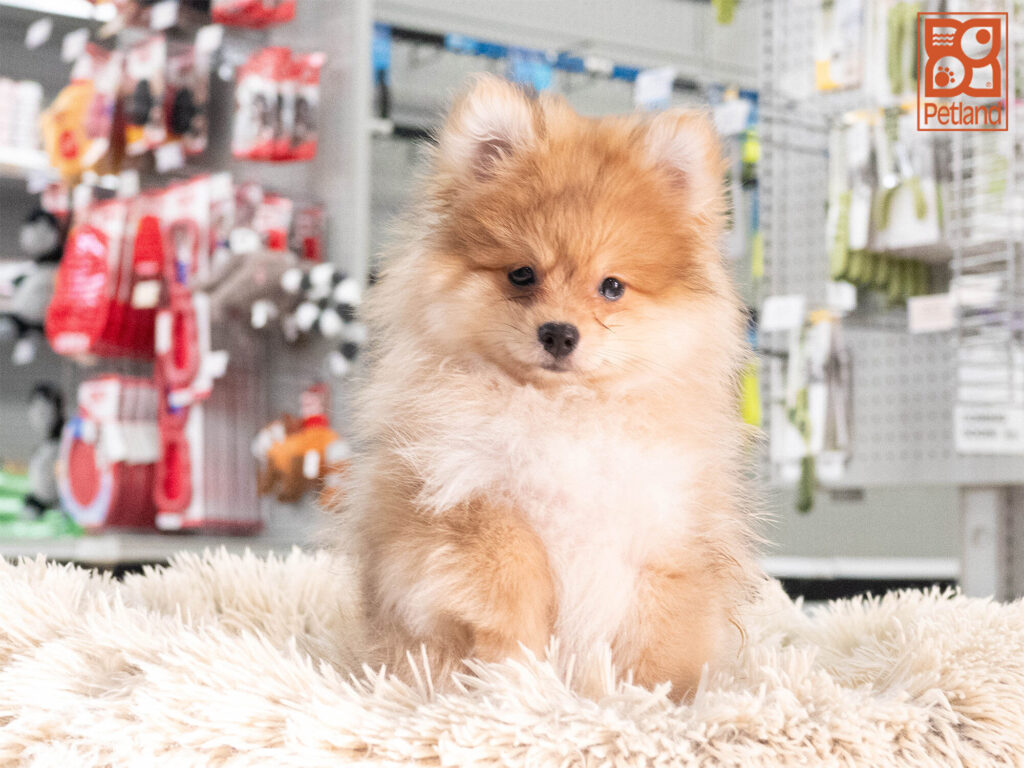 [#262488-01] Buddy - Red Merle M Pomeranian Puppies For Sale